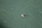 Missing Picture